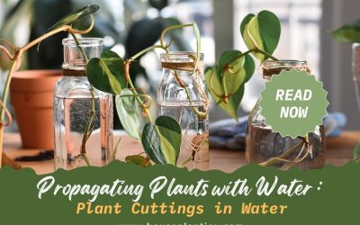 Propagating Plants with Water Plant Cuttings in Water