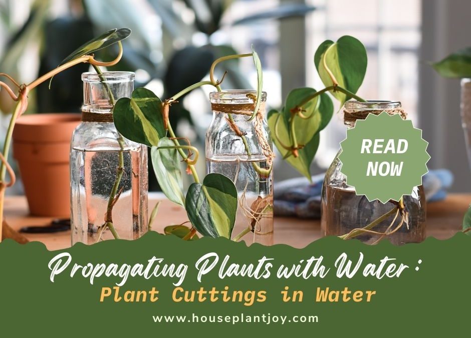 Propagating Plants with Water : Plant Cuttings in Water