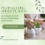 Propagating Spider Plants Unveiling the Art and Science of Maximizing Indoor Greens