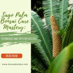 Sago Palm Bonsai Care Mastery Techniques and Tips for Success
