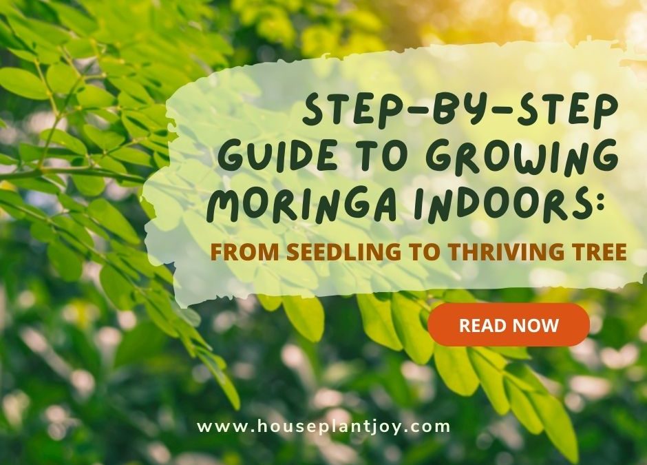 Step-by-Step Guide to Growing Moringa Indoors: From Seedling to Thriving Tree