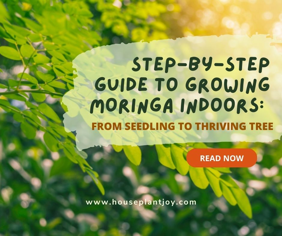 Step-by-Step Guide to Growing Moringa Indoors From Seedling to Thriving Tree