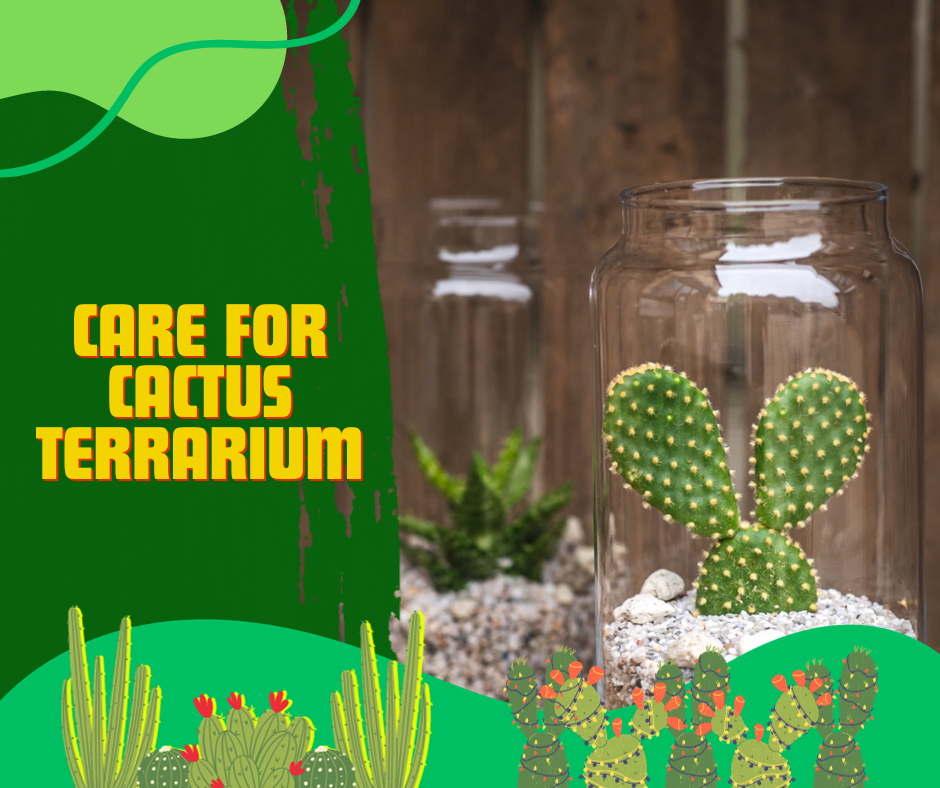 cactus care, narrow opening, good air circulation