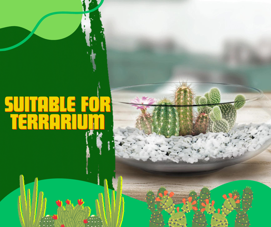 cacti, suitable terrarium, mini ecosystem