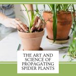 The Art and Science of Propagating Spider Plants