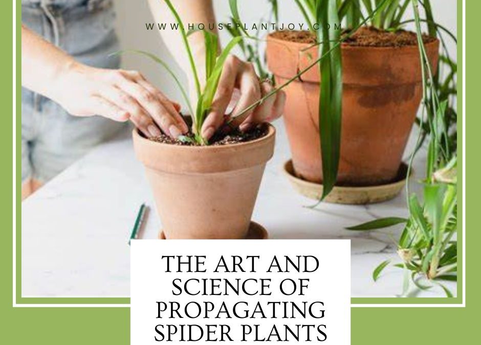 The Art and Science of Propagating Spider Plants