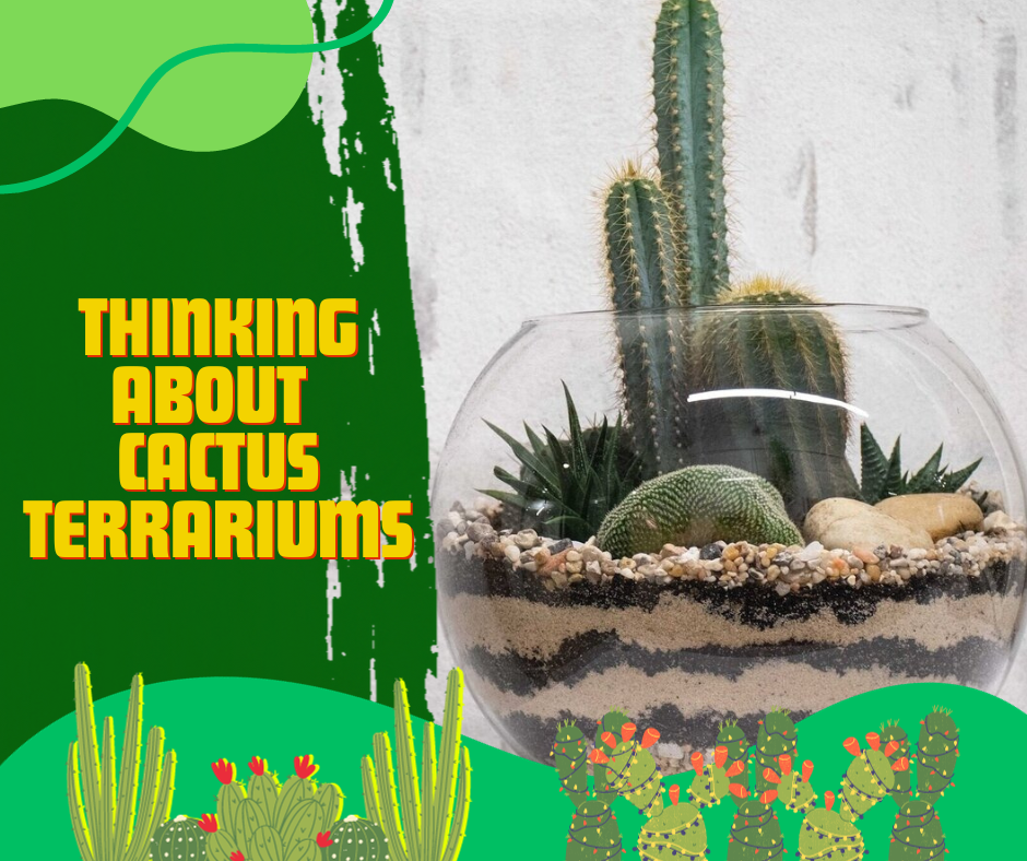 cactus terrarium, typical terrarium, potting soil