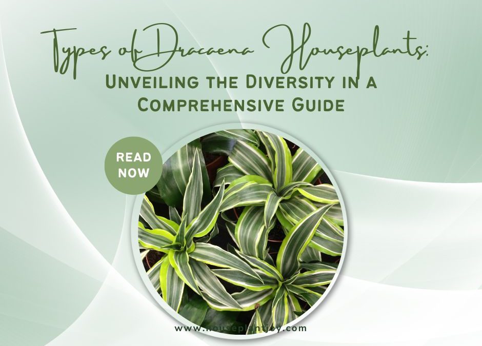 Types of Dracaena Houseplants: Unveiling the Diversity in a Comprehensive Guide