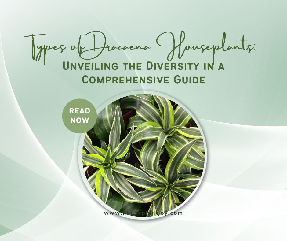 Types of Dracaena Houseplants Unveiling the Diversity in a Comprehensive Guide