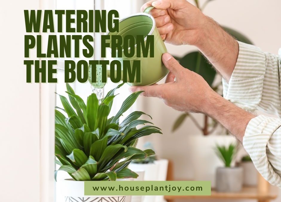 Watering Plants From the Bottom