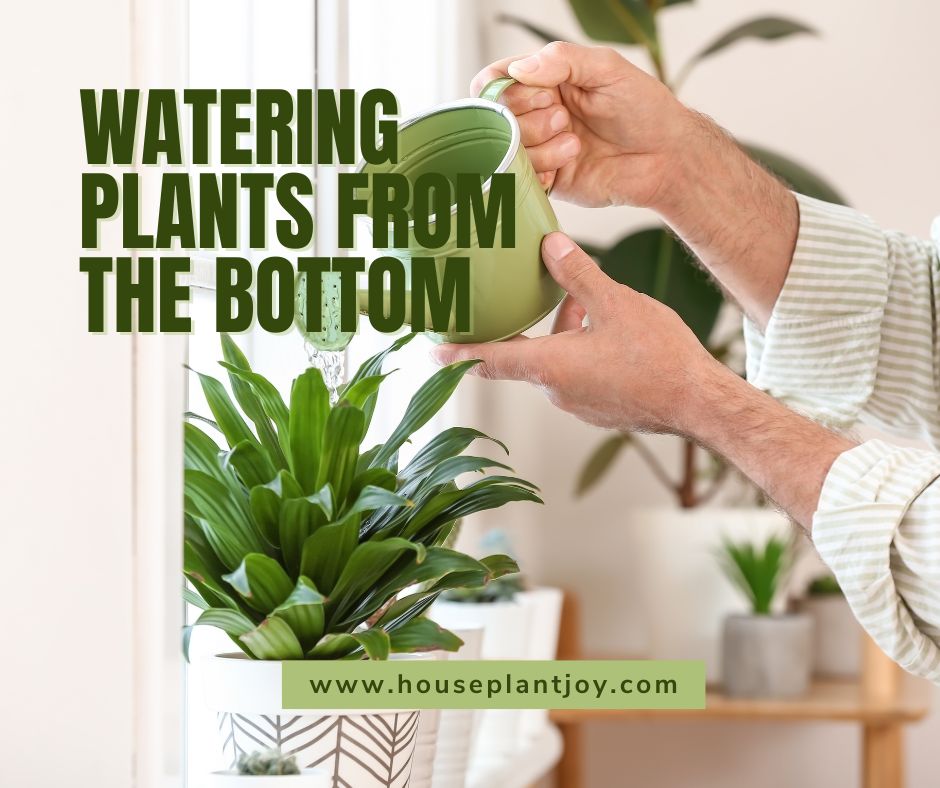 Watering Plants From the Bottom