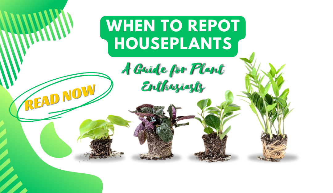 When to Repot Houseplants: A Guide for Plant Enthusiasts