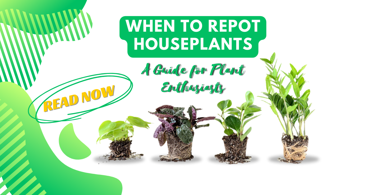 When to Repot Houseplants