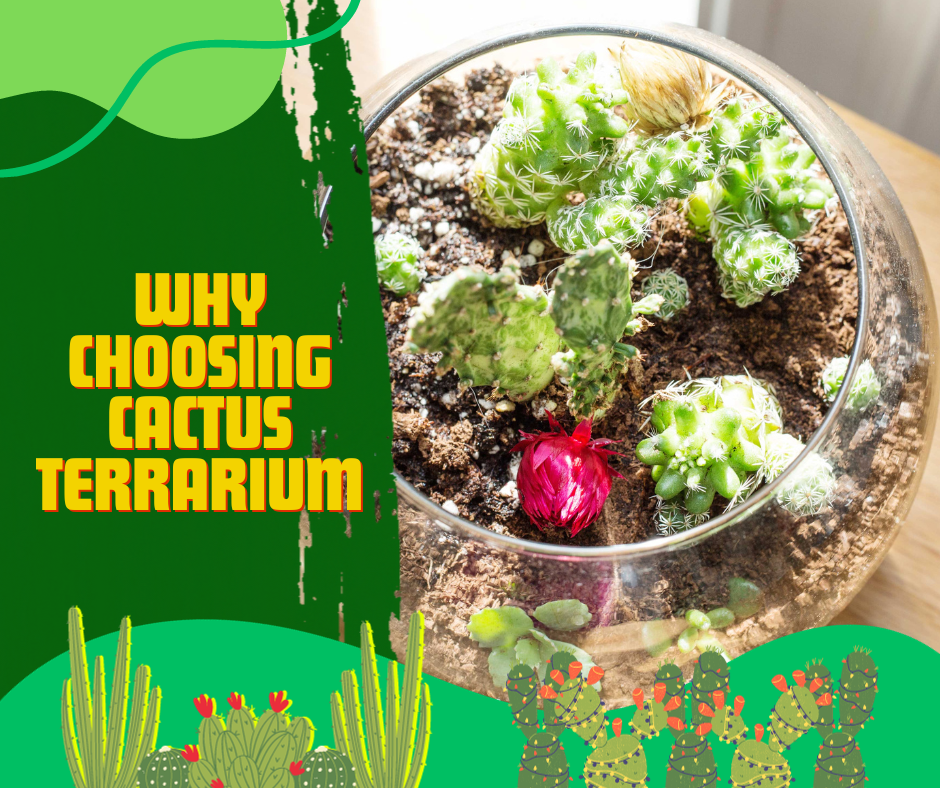 cactus terrariums, drainage holes, open terrarium