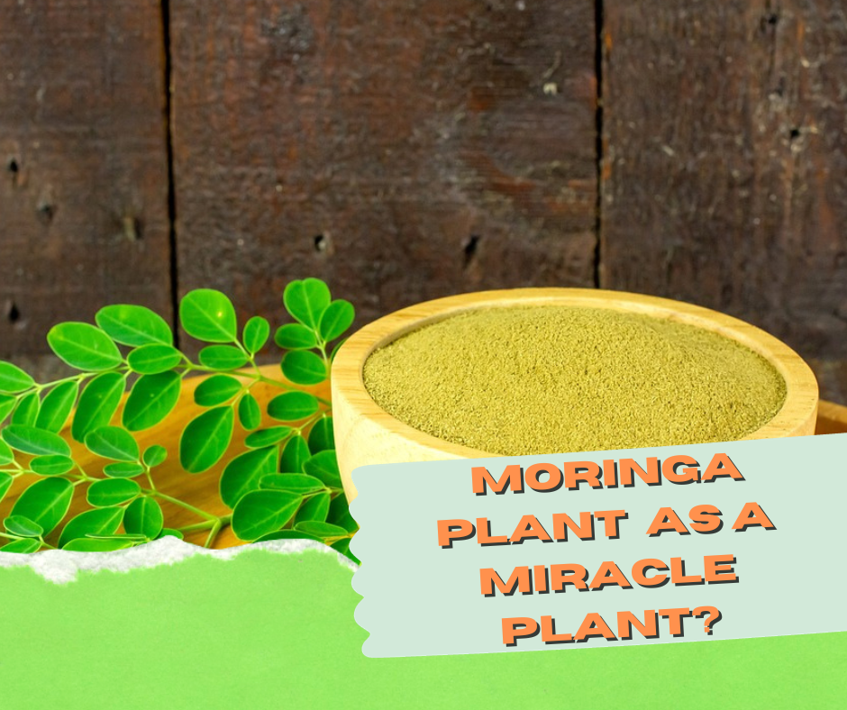 Why is the Moringa Plant Considered As A Miracle Plant