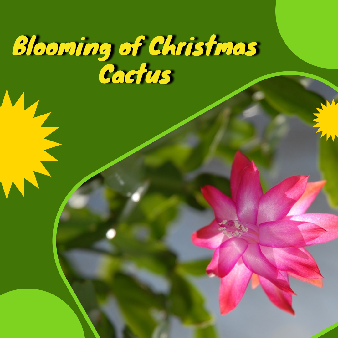 How to Get Christmas Cactus to Bloom