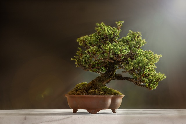bonsai tree symbolism