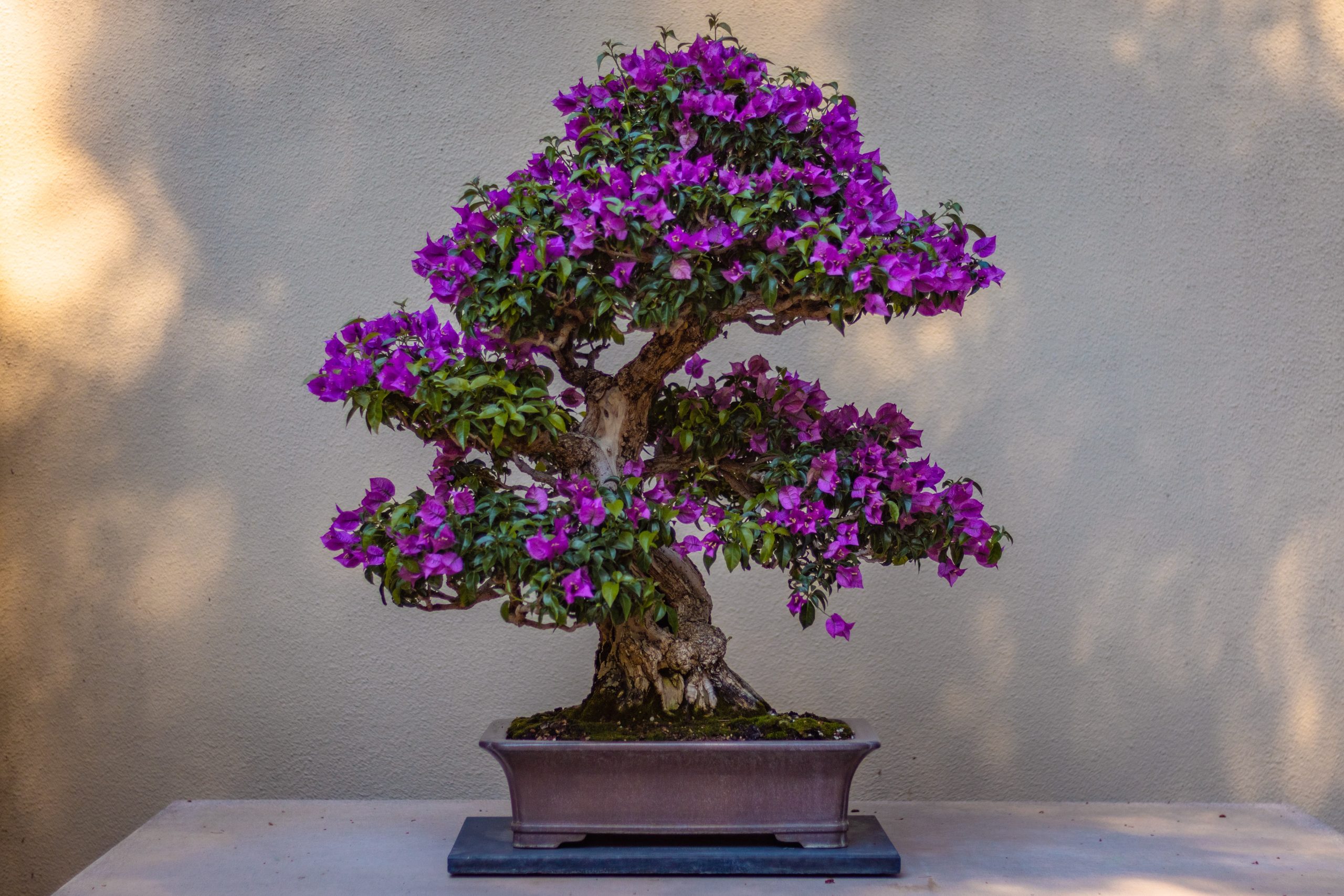 bonsai tree symbolism