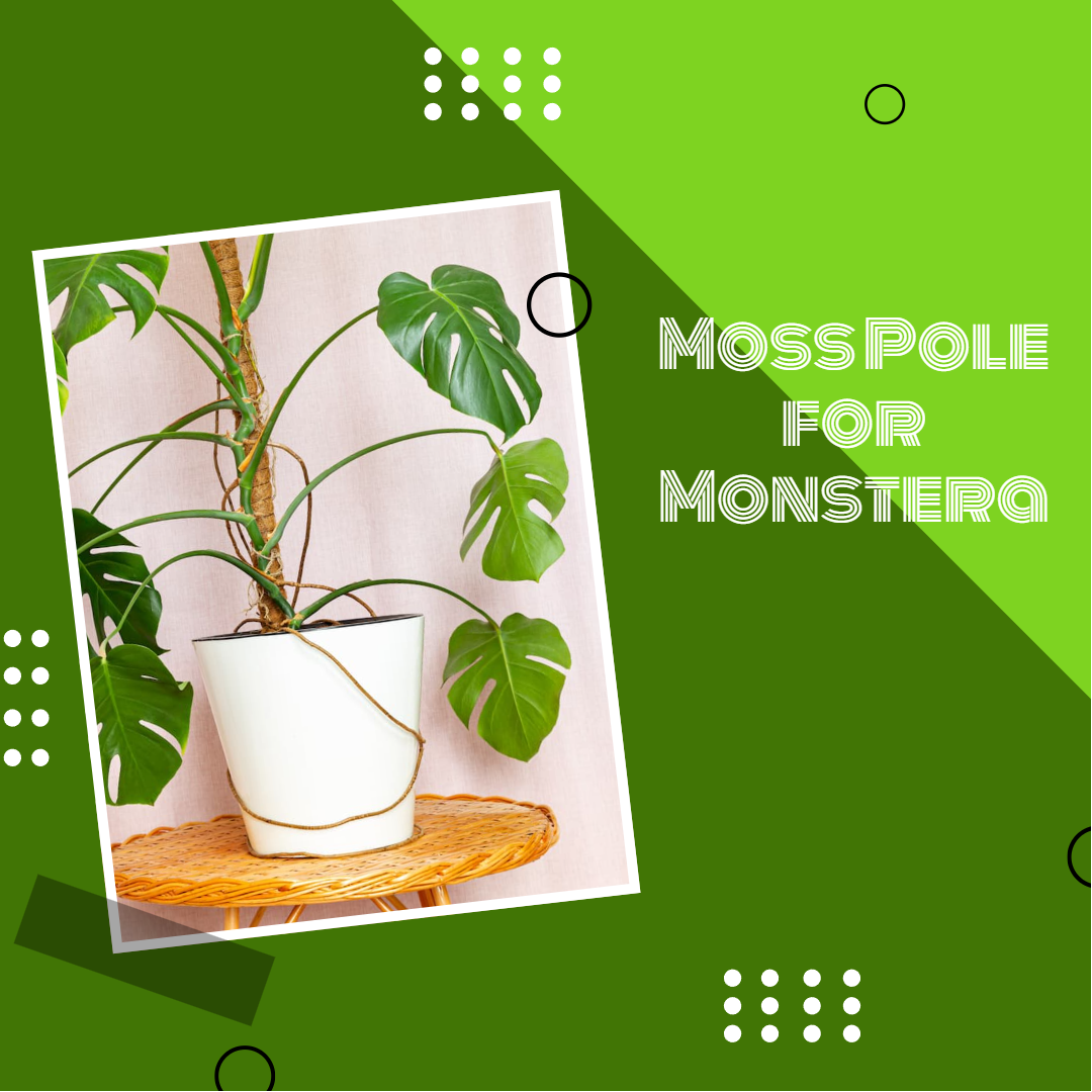 Moss Pole for Monstera The Secret to Thriving Indoor Greenery