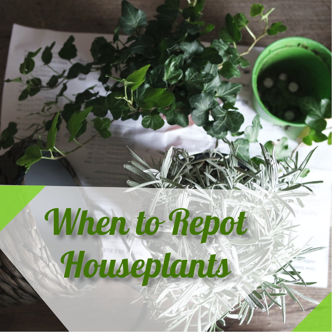 when to repot houseplants