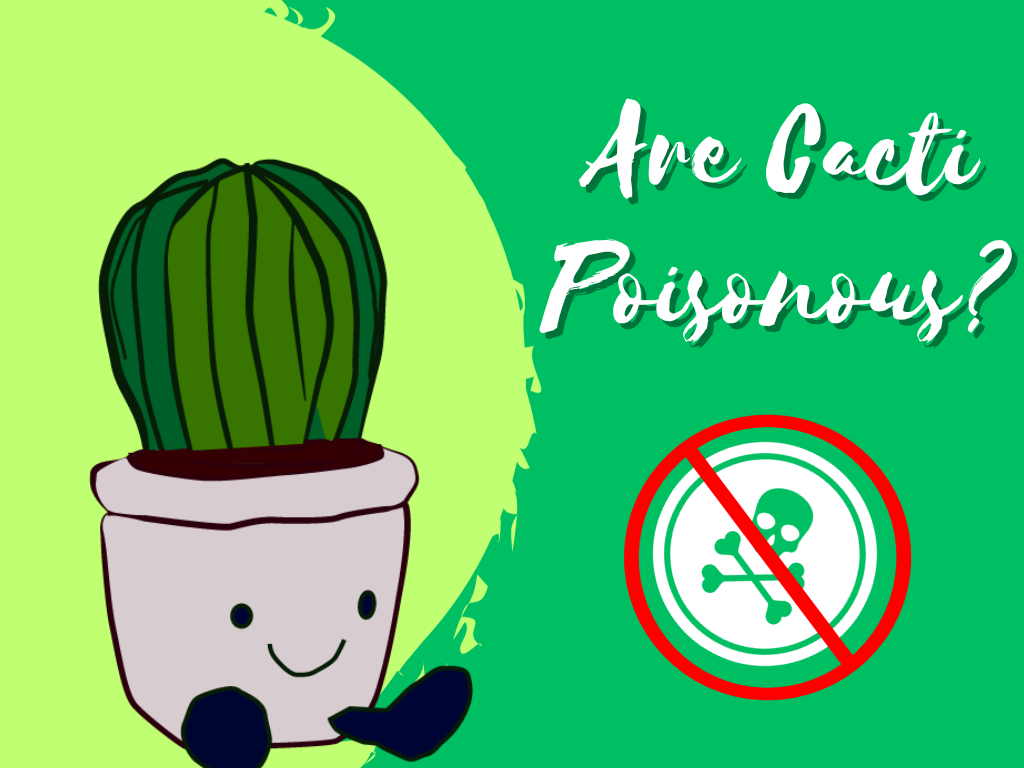 Are Cacti Poisonous