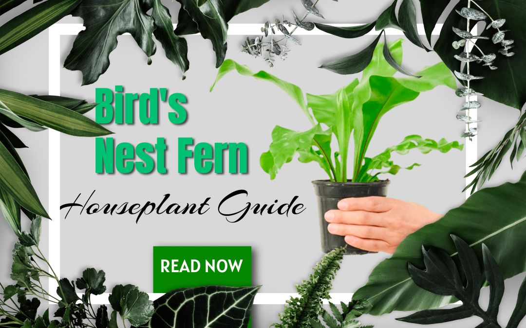 Bird’s Nest Fern Houseplant (Asplenium Nidus) Guide