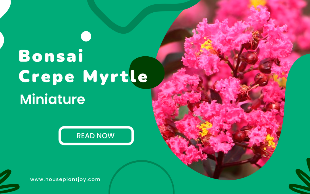 Bonsai Crepe Myrtle Miniature