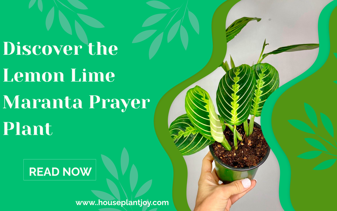Discover the Lemon Lime Maranta Prayer Plant
