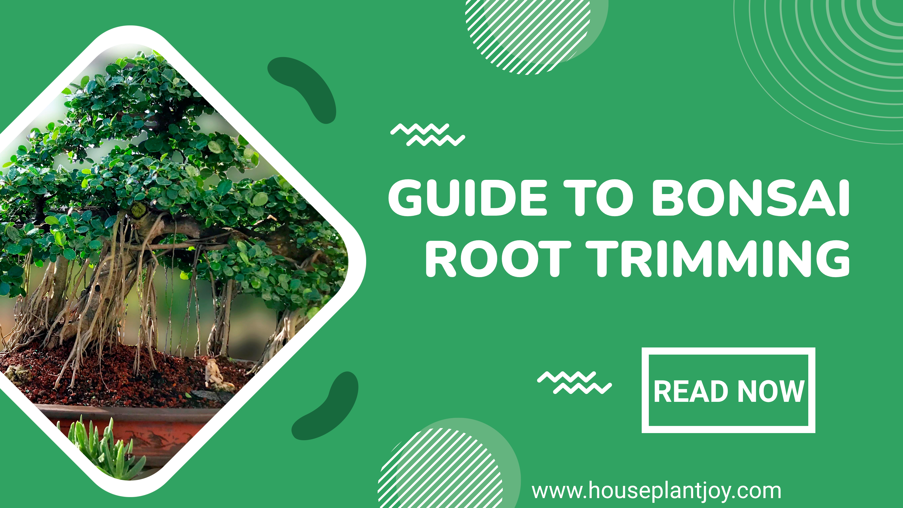 Guide to Bonsai Root Trimming