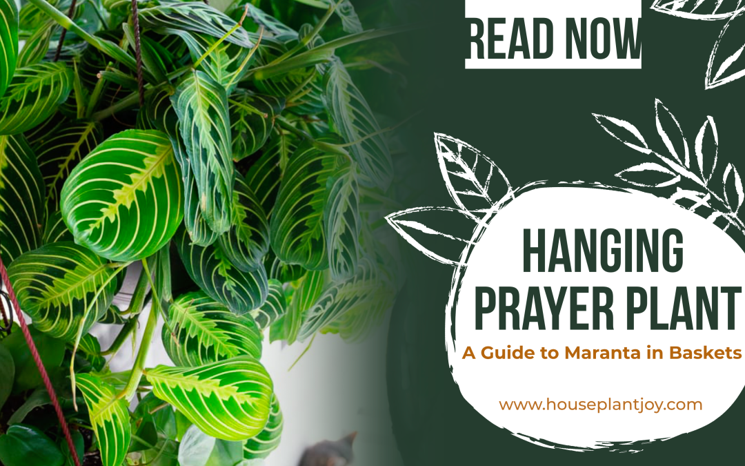Hanging Prayer Plant: A Guide to Maranta in Baskets