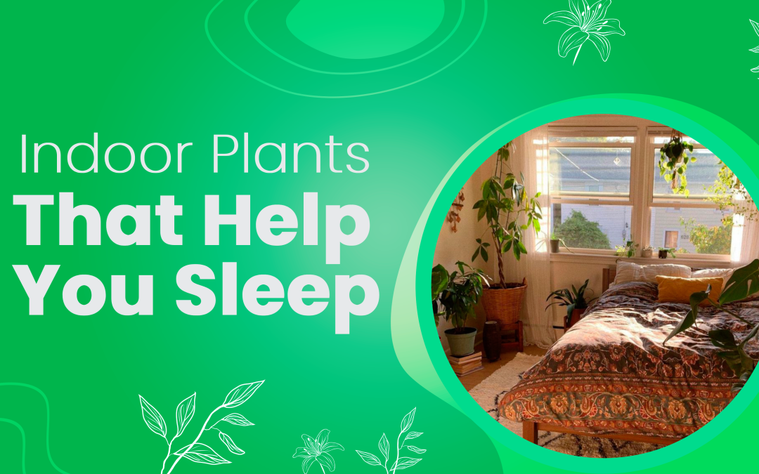 Indoor Plants That Help You Sleep? Yes!