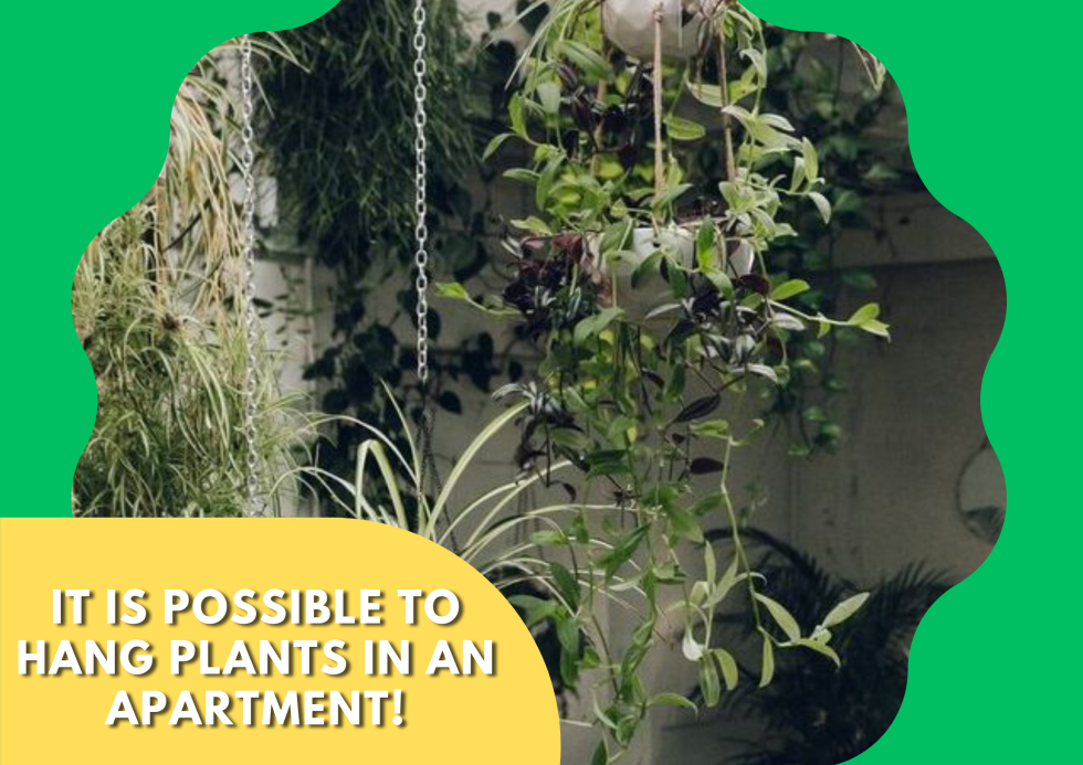 Creative Ways to Hang Plants in Apartment Without Drilling ...