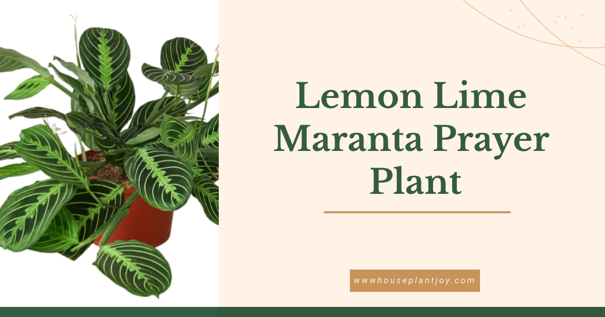 Lemon Lime Maranta Prayer Plant