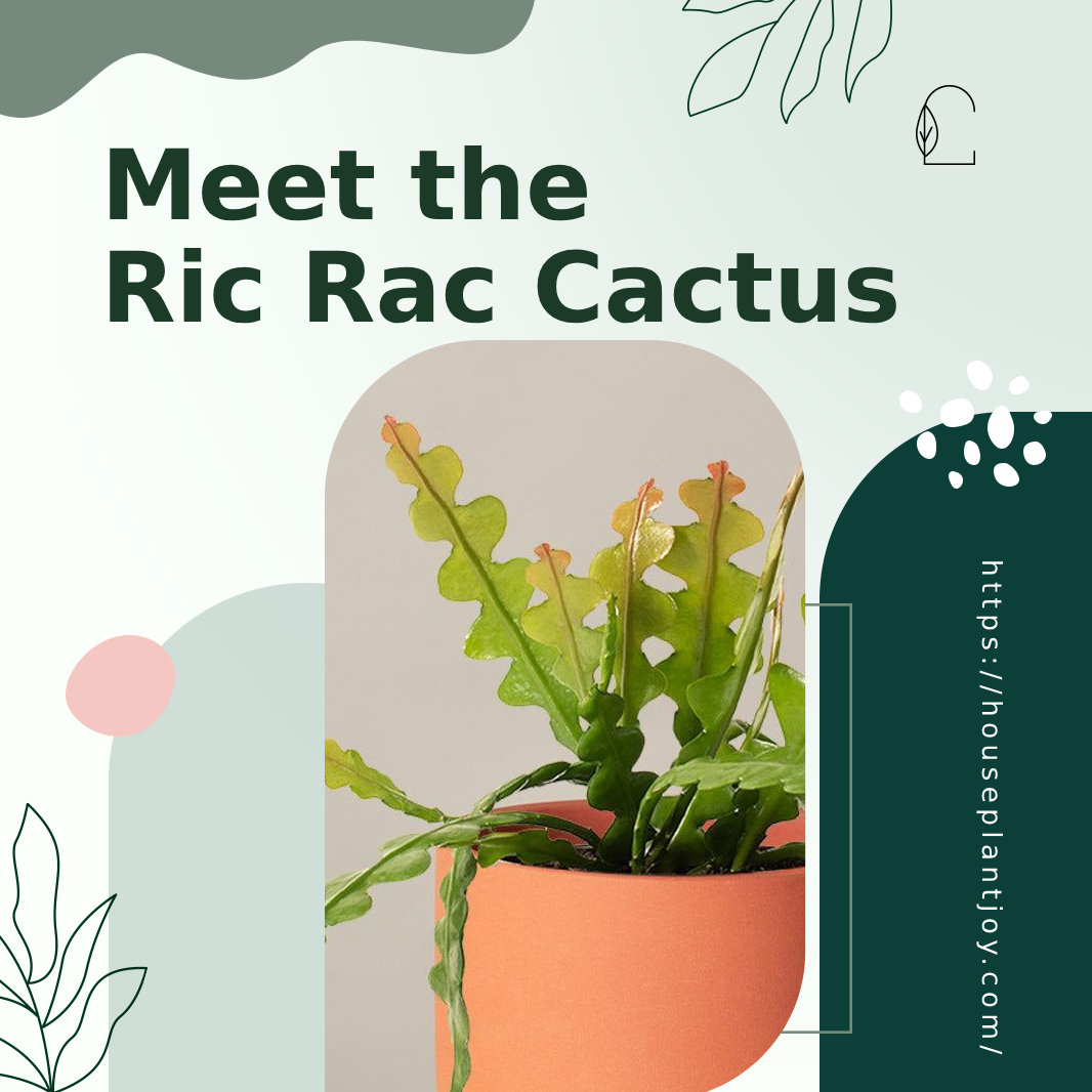 ric rac cactus