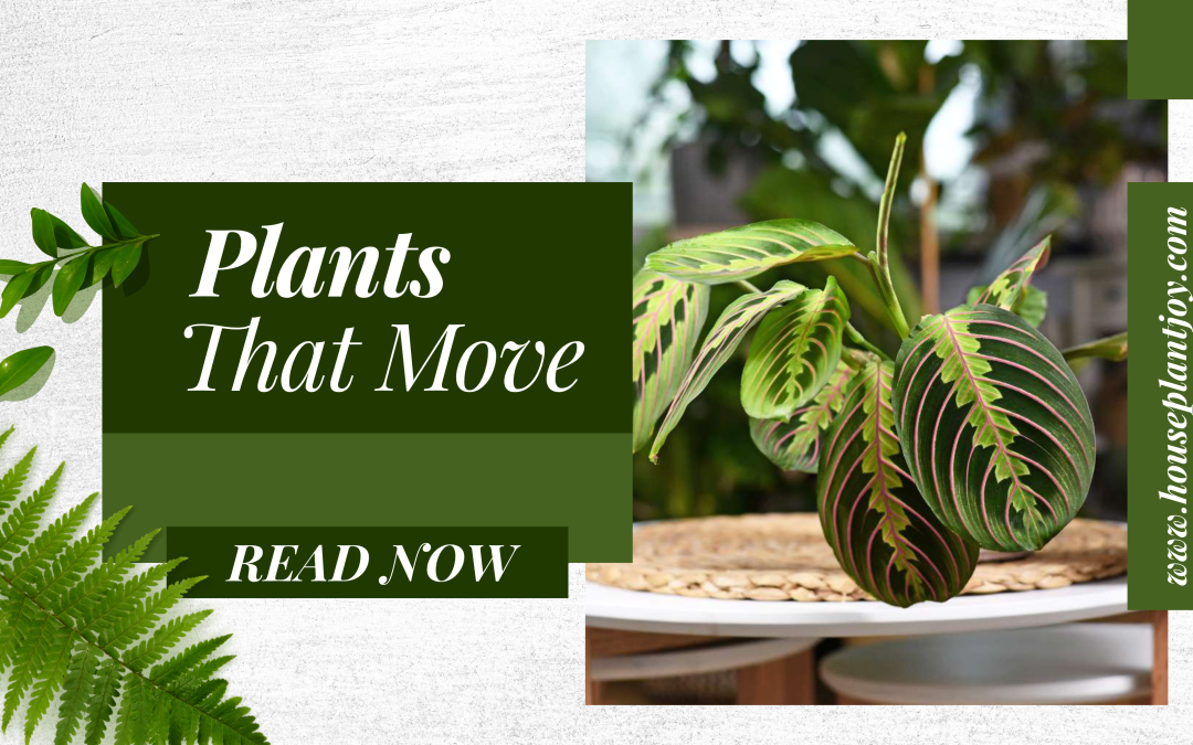 Plants That Move: Exploring the Wonders of Botanical Motion