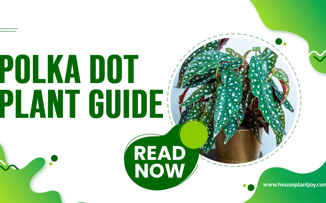 Polka Dot Plant (Hypoestes Phyllostachya) Guide