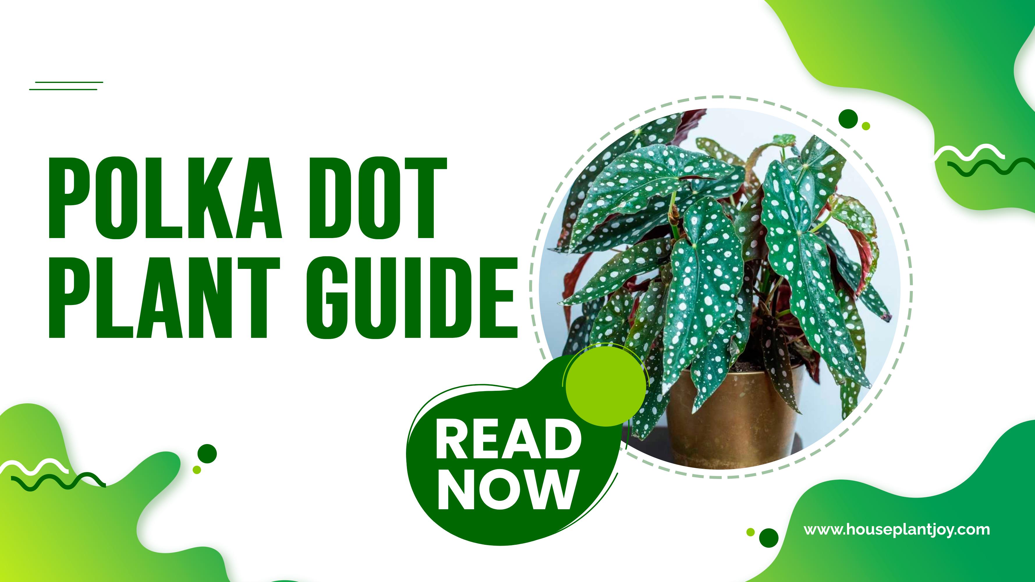 Polka Dot Plant