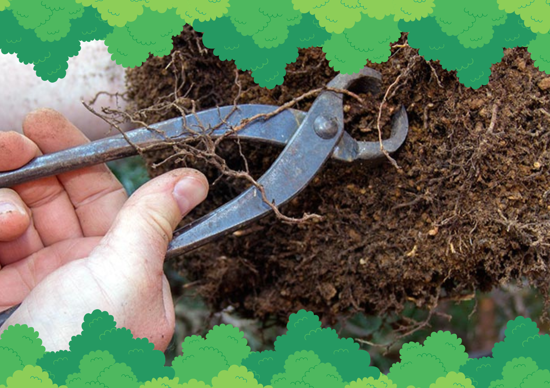 Post-Pruning Care for Bonsai Trees