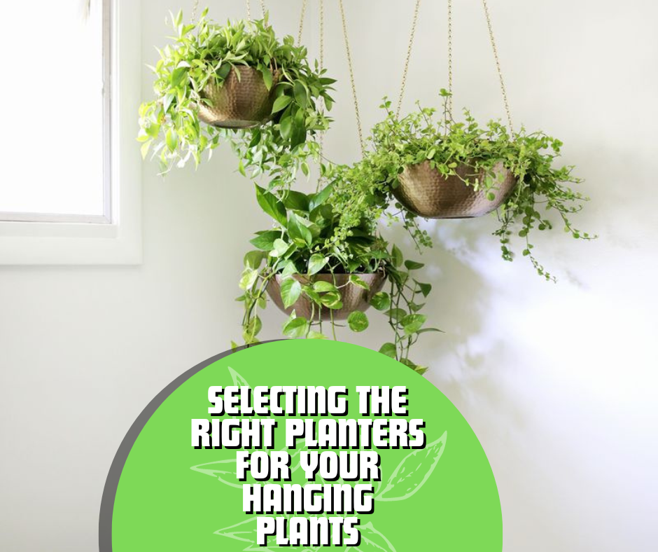 Hanging Plants for a Serene Bedroom Sanctuary - HouseplantJoy.com