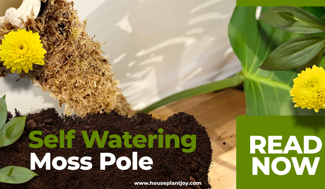 Self Watering Moss Pole: A Comprehensive Guide