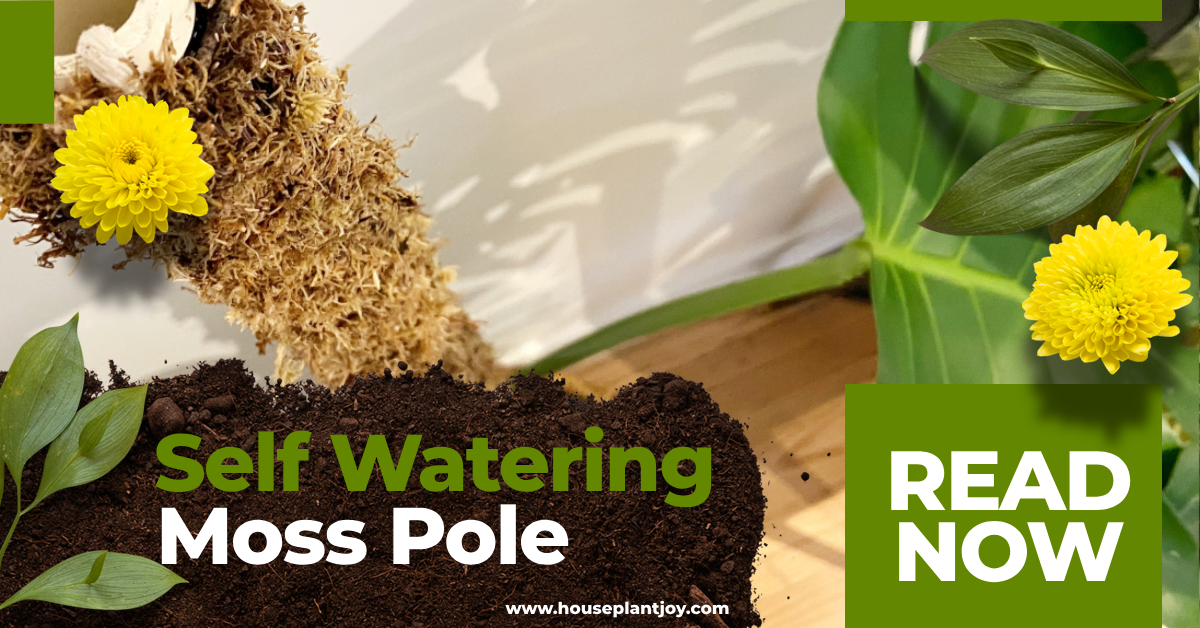 Self Watering Moss Pole Self Watering Moss Pole