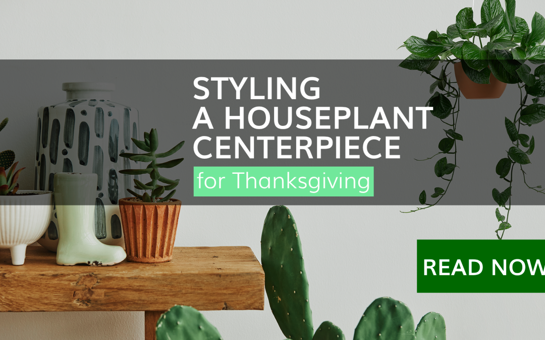 Styling a Houseplant Centerpiece for Thanksgiving