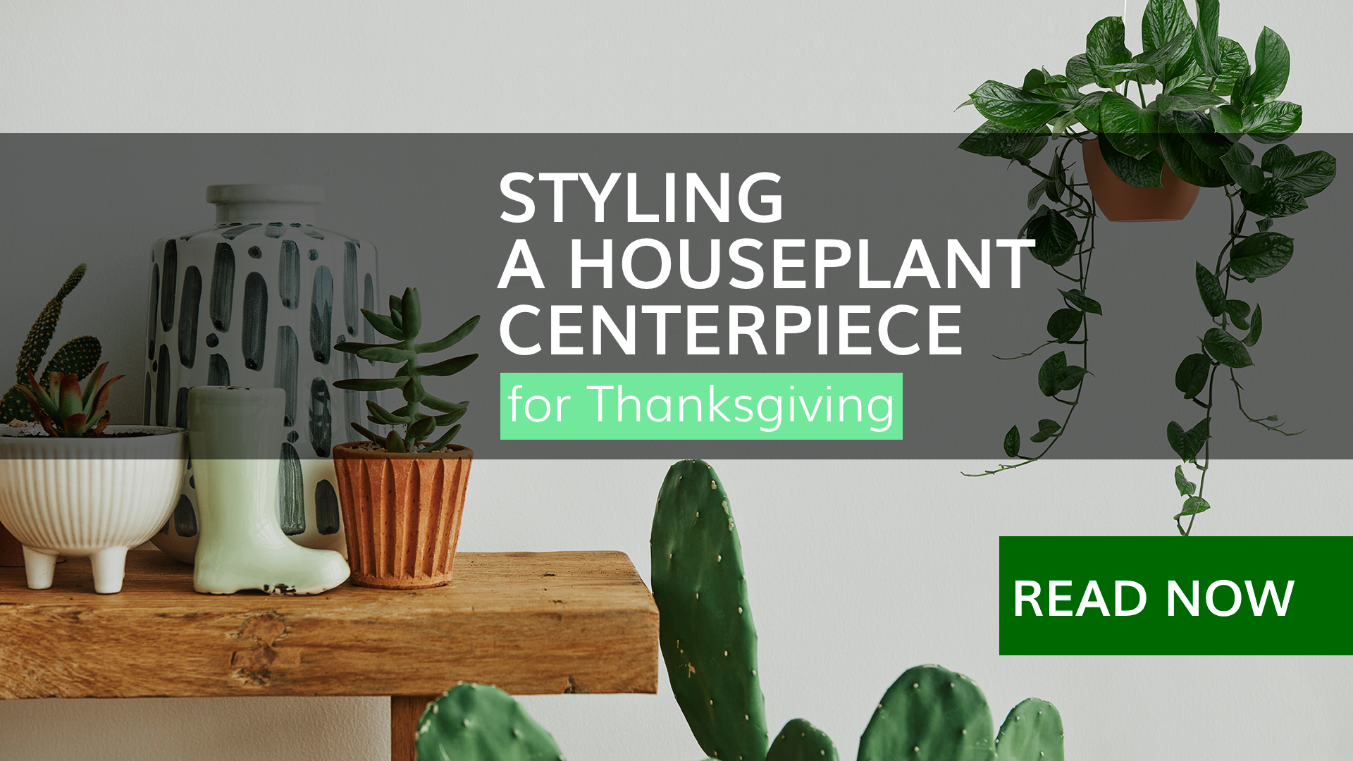 Styling a Houseplant Centerpiece for Thanksgiving