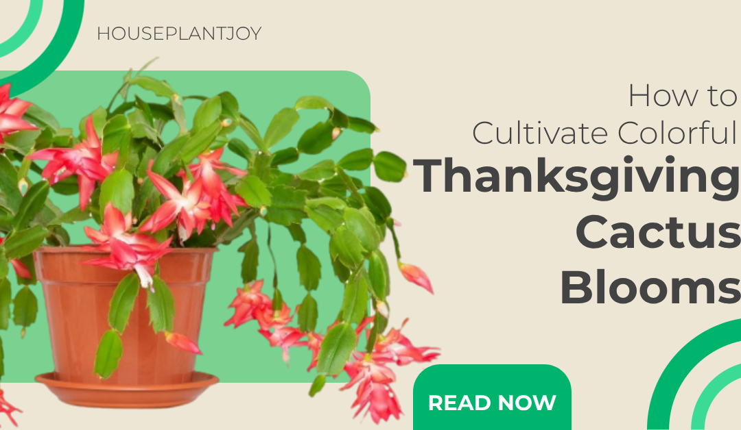 How to Cultivate Colorful Thanksgiving Cactus Blooms