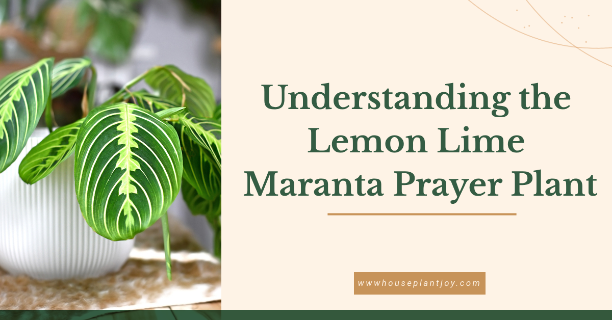 Lemon Lime Maranta Prayer Plant