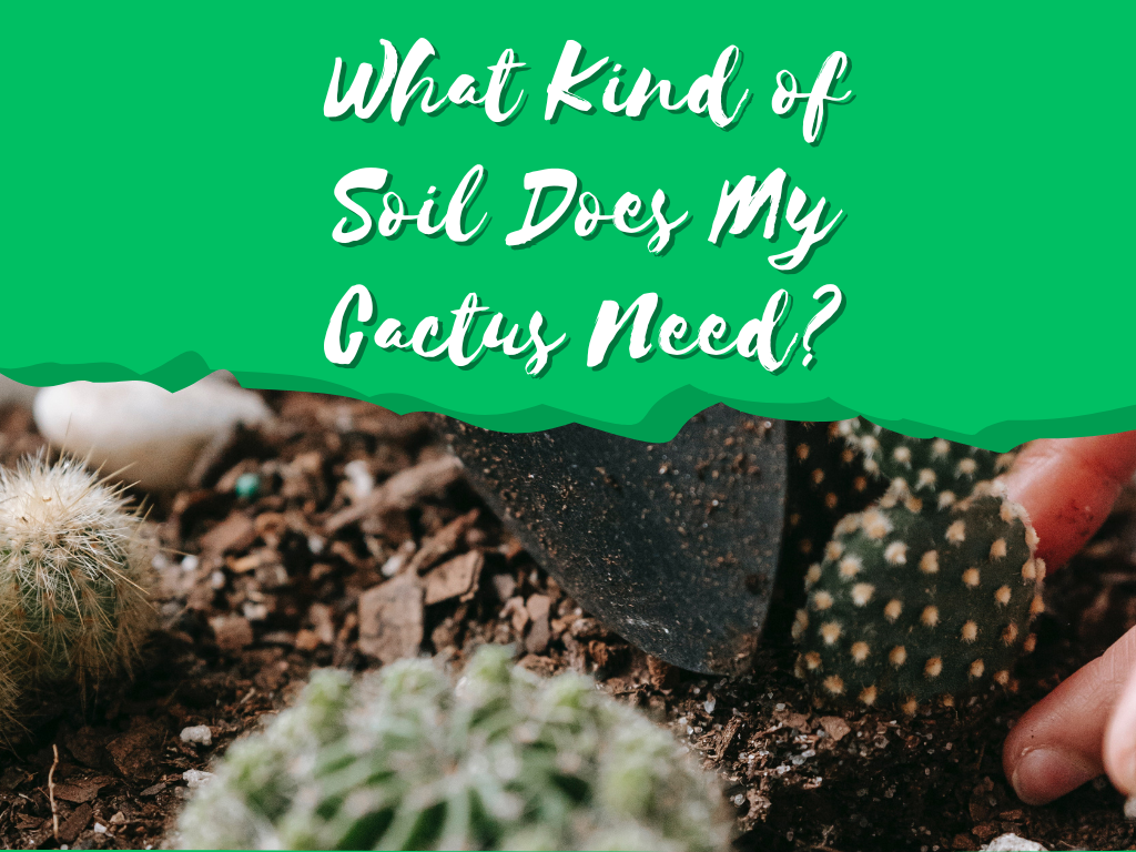 kind of soil