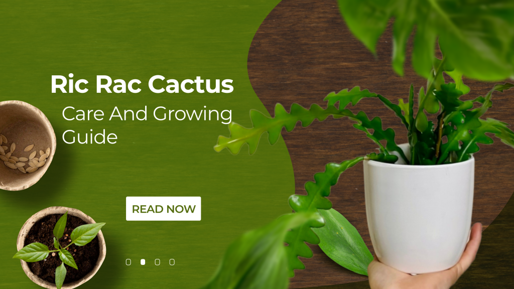 Ric Rac Cactus Care And Growing Guide (Fishbone Cactus)