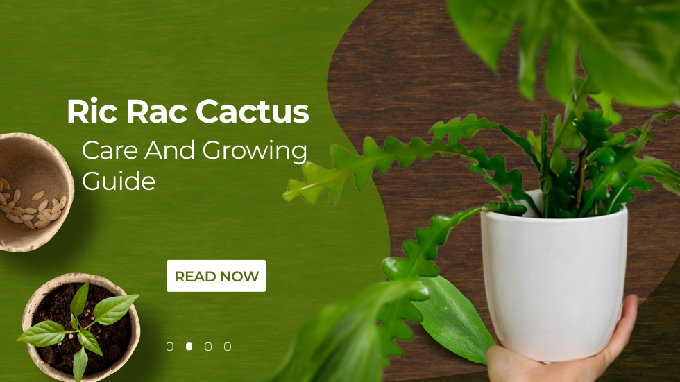 Ric Rac Cactus Care And Growing Guide (Fishbone Cactus) - HouseplantJoy.com