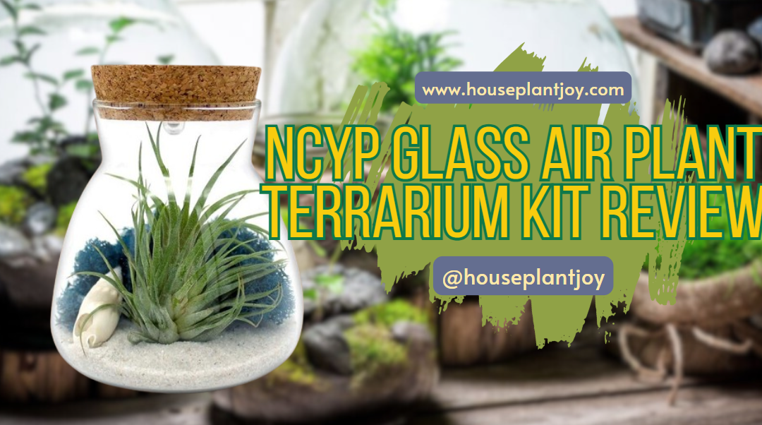 NCYP Glass Air Plant Terrarium Kit