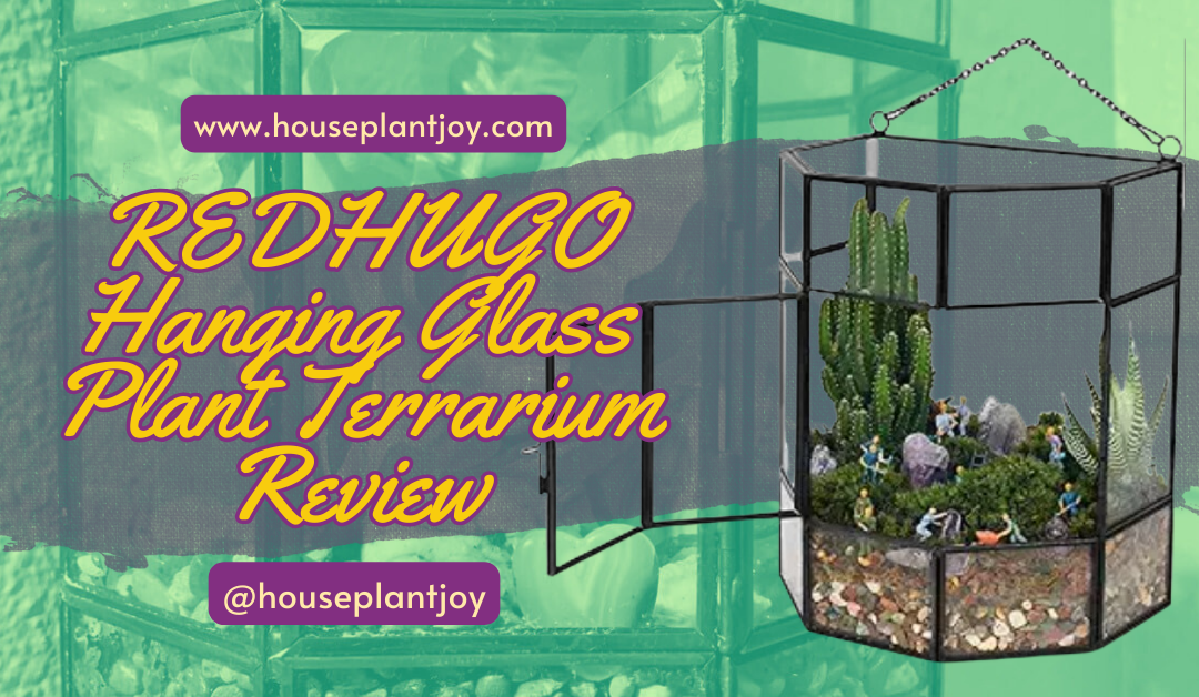 REDHUGO Hanging Glass Plant Terrarium Review